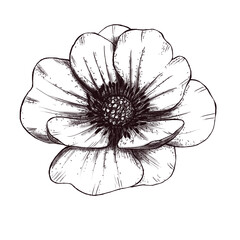 Vintage style anemone decoration 300 dpi digital art