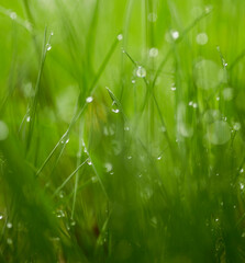 Dewdrops / Water drops on green grass leafs stock photo