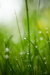 Fototapeta premium Dewdrops / Water drops on green grass leafs stock photo