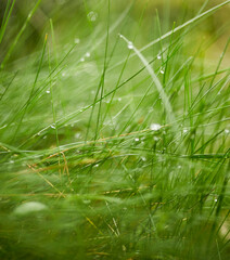 Dewdrops / Water drops on green grass leafs stock photo