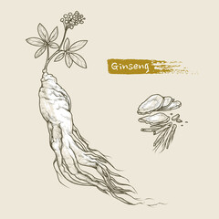 Hand-drawn outline illustration of ginseng by retro and vintage style, drawing by engraved dot and line. also include dried ginseng slice, root, leaves and berries isolated on a light background.