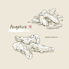Hand-drawn outline illustration of herbal medicine, the Angelica. drawing by engraved dot and line. Asian retro and vintage style.