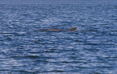 Fototapeta premium Delfin