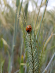 ladybug on grass