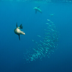 Obraz na płótnie Canvas California sea lions feeding on a sardine bait ball, Pacific Ocean, Baja California, Mexico.