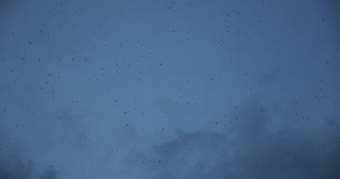 Flock of insects on the background of the evening sky