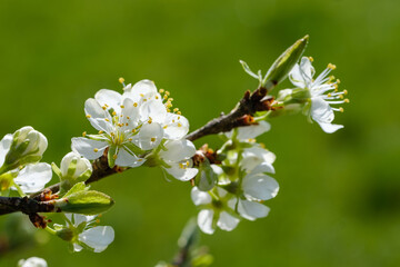 Schöne Blüten an einem Obstbaum vor grünem Hintergrund / Blühender Zweig von Apfelbaum im Frühling