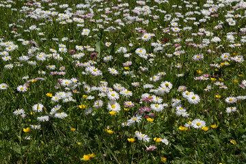 Field with blooming daisies, marguerite, chamomile colorful meadow flowers.