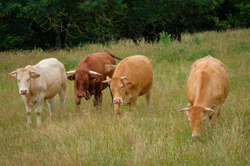 Troupeau de vaches