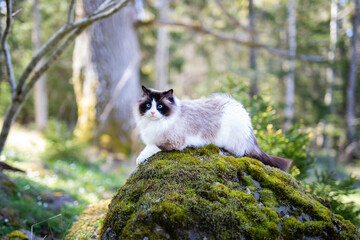 Ragdoll cat in the forest