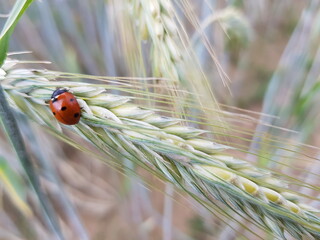 ladybug on wheat © badproject