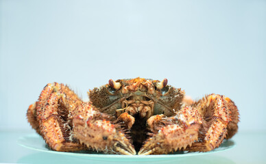Delicious steamed crab lies on a blue plate on a shelf of the refrigerator. Close up and selective focus. Home cooking concept.