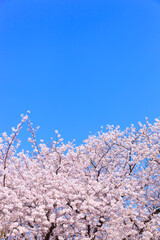 満開の桜と青空。