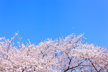 満開の桜と青空。