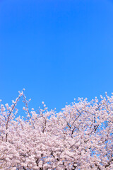 満開の桜と青空。