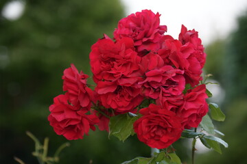 赤いバラ
