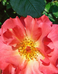 red rose flower macro