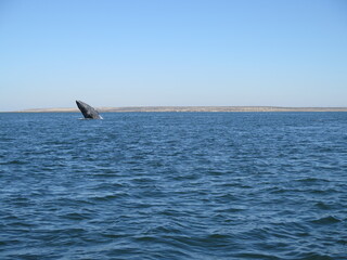 Fototapeta premium a grey whale jumping in the Ojo de Liebre Lagoon in Baja California Sur in the month of February, Mexico