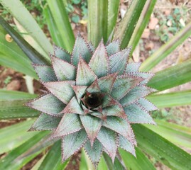 aloe vera plant