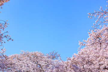 満開の桜と青空。