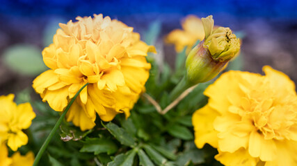 Marigolds are small-flowered. Summer garden. Close-up. Natural natural background