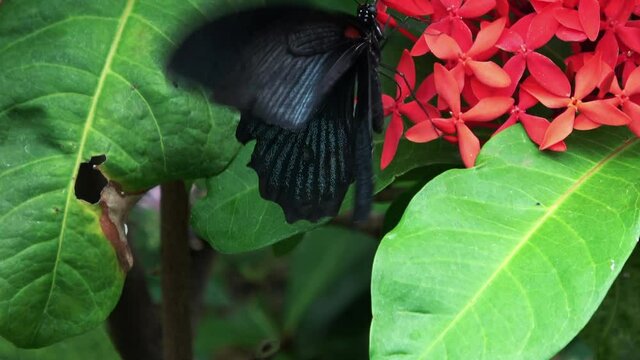 ナガサキアゲハ 蝶 オス 4K /  Papilio memnon Linnaeus. Great Mormon Butterfly feeding on nectar. Male. Closeup shot. 4K 