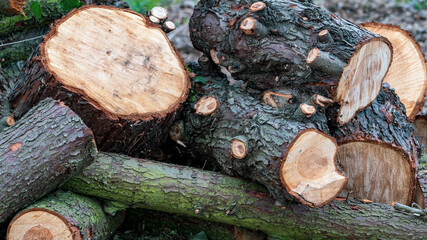 Pile of freshly cut tree logs