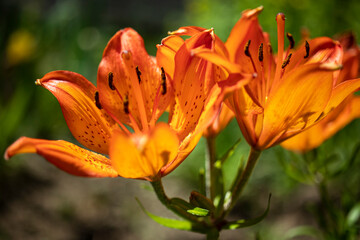 The orange flowers of a lily. Summer garden. Close-up. Natural natural background. Macro shooting