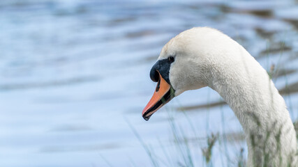 Swan looking at the water on a lake