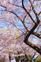 満開の桜咲く丘。