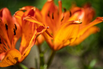 The orange flowers of a lily. Summer garden. Close-up. Natural natural background. Macro shooting