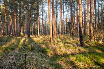 Fir and pine trees in a forest during dusk with streak of light