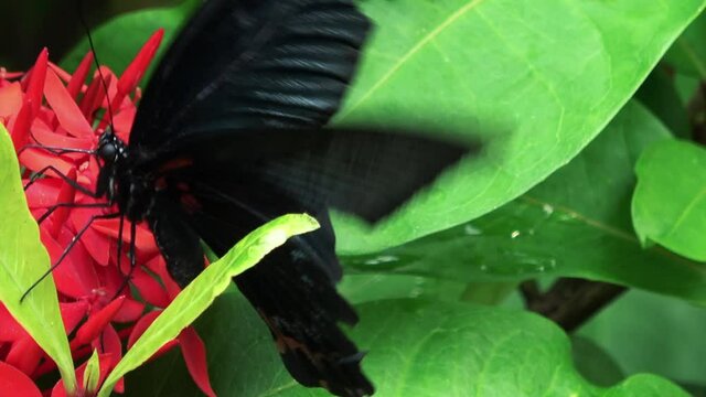 Papilio memnon Linnaeus. Great Mormon Butterfly feeding on nectar. Male. Nagasaki ageha. Closeup shot. 4K