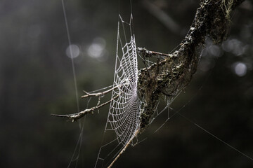 spider web on a branch with dew drops in the morning