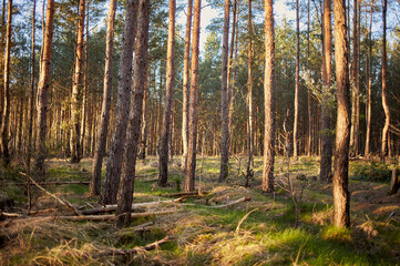 Fir and pine trees in a forest during dusk with streak of light