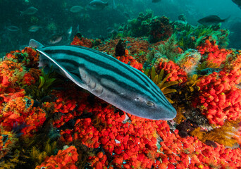 Striped pyjama shark in the coral seaascape of False Bay, Cape Town, South Africa.
