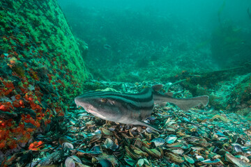 Naklejka na ściany i meble Striped pyjama shark in the coral seaascape of False Bay, Cape Town, South Africa.