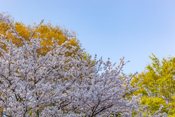 満開の桜と青空。