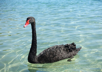 Beautiful black swan swimming in sea close up