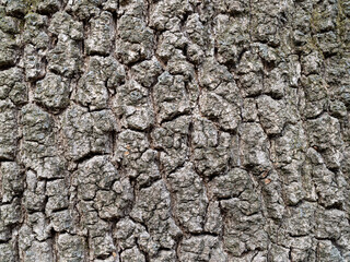Real oak bark close up background texture