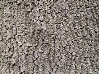 Real oak bark close up background texture