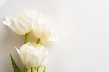 Close up of white tulips against white background from above with copy space to right