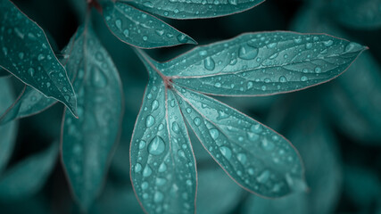 Fototapeta premium dew drops on beautiful green leaves in sunshine at garden, summer concept 