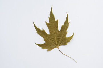 maple leaf on white background, green leaf on white background
