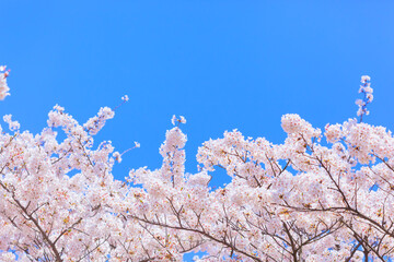 満開の桜と青空。