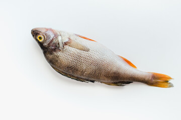 river bass on a white background, fish with scales