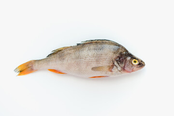 river bass on a white background, fish with scales