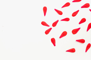 color background, red petals on white background