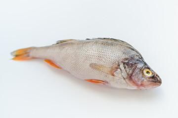 river bass on a white background, fish with scales