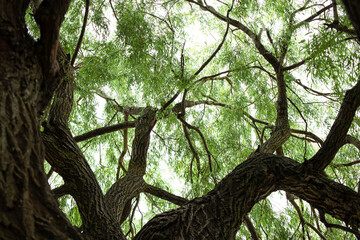 Crown of green old willow. View from below. Bark with deep cracks. Natural background.